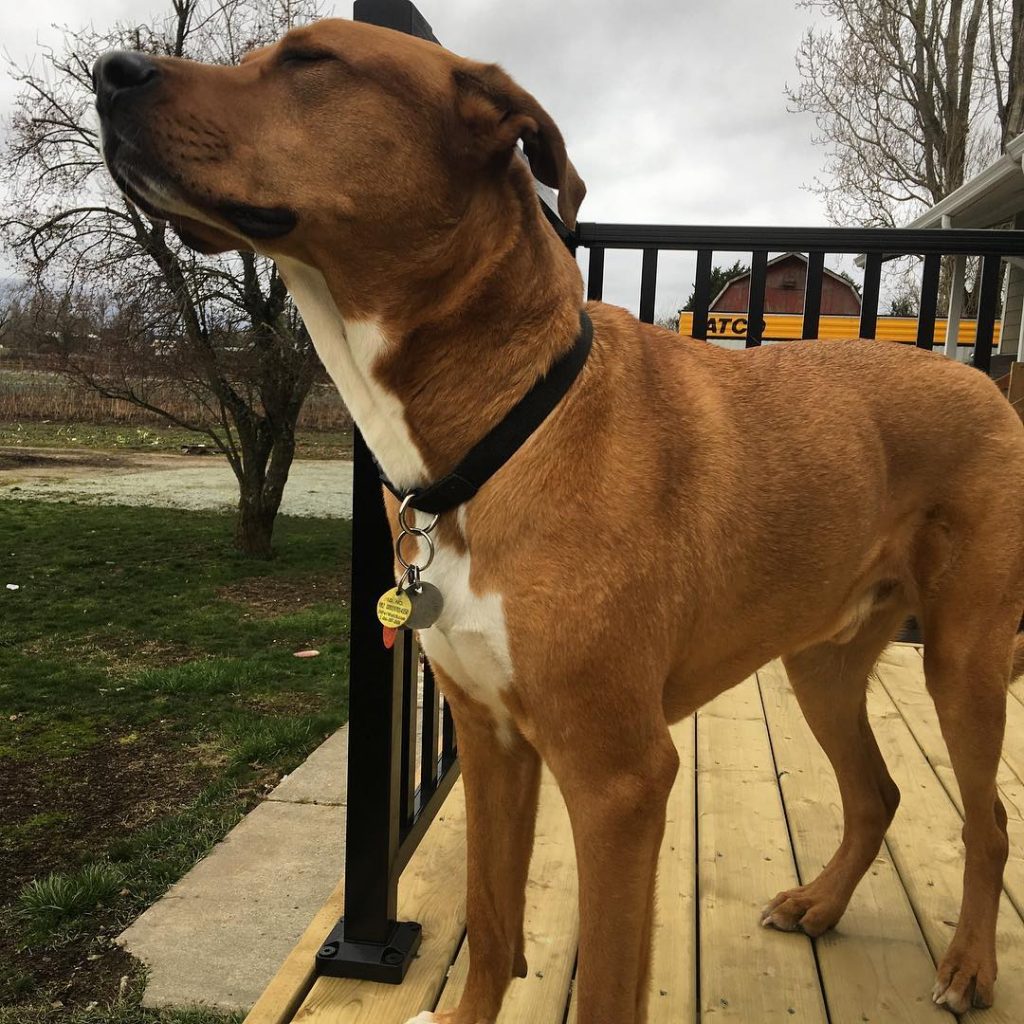 Close Up of Rhodesian Ridgeback Great Dane Mix With Eyes Closed