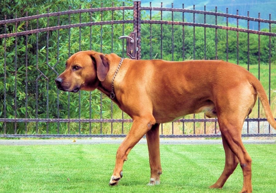 Rhodesian Ridgeback Guard Dog On Duty