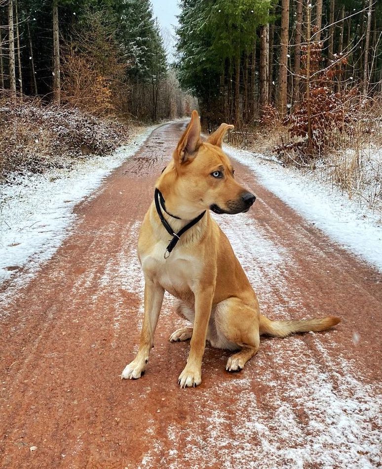 Rhodesian Ridgeback Husky Mix on the Middle of Road with Snow