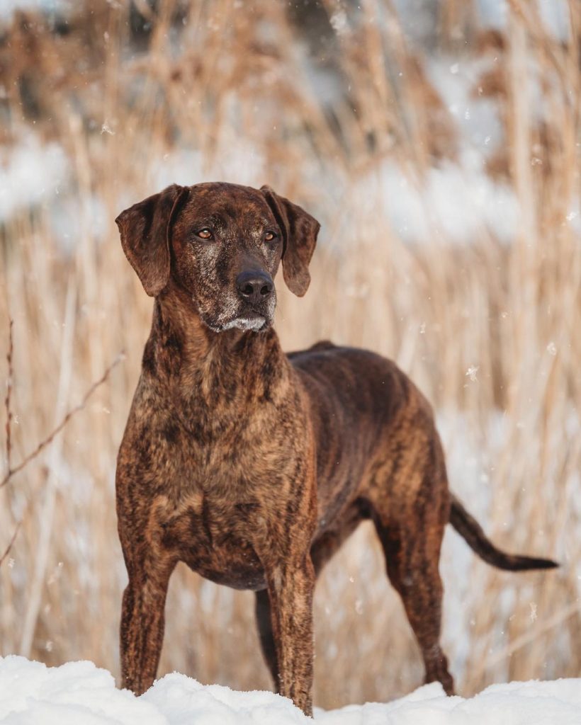 Rhodesian Ridgeback Lab Mix Standing on snow