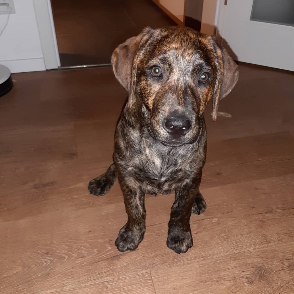 Rhodesian Ridgeback Lab Mix Puppy