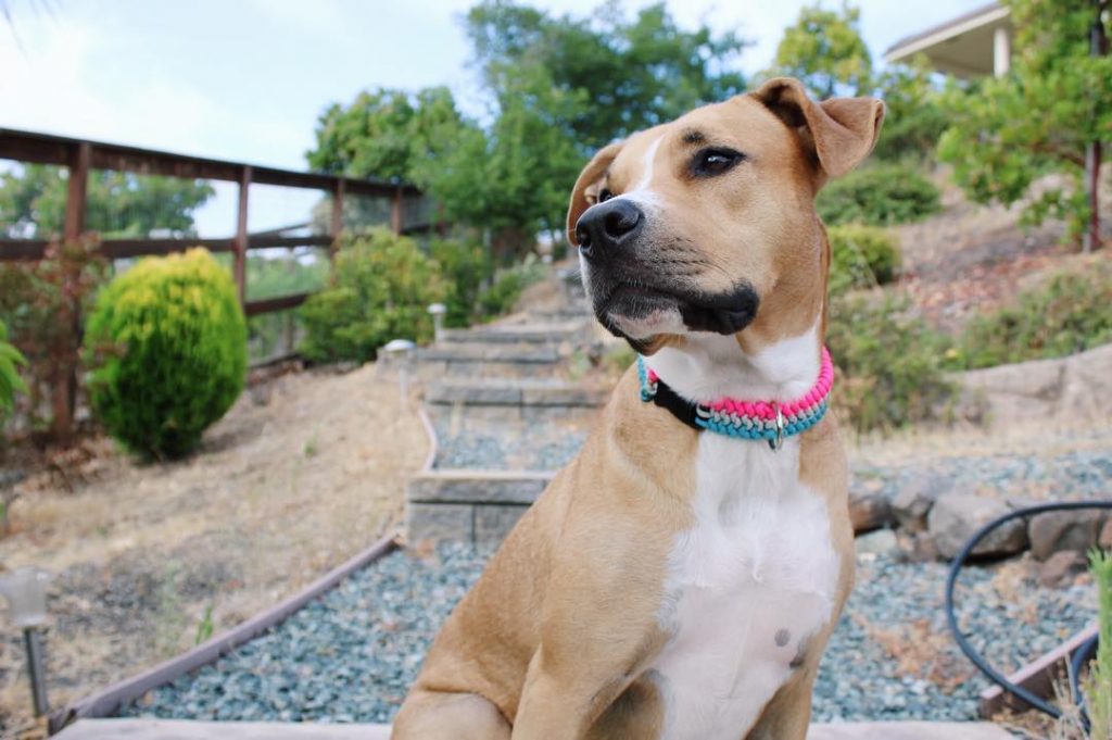 Rhodesian Ridgeback Pitbull Mix Dog Sitting Outdoors