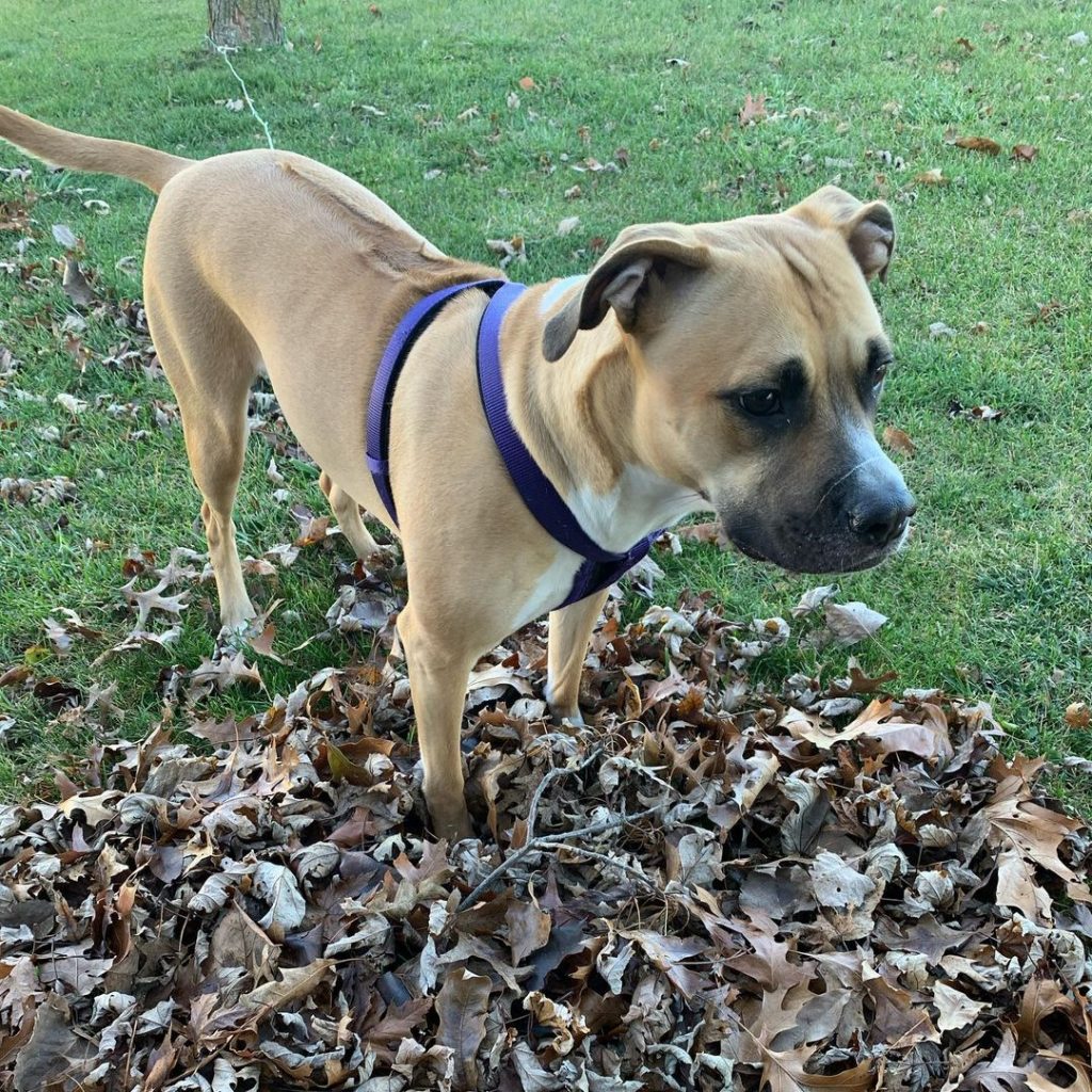 Rhodesian Ridgeback Pitbull Mix Pup Dog at Park