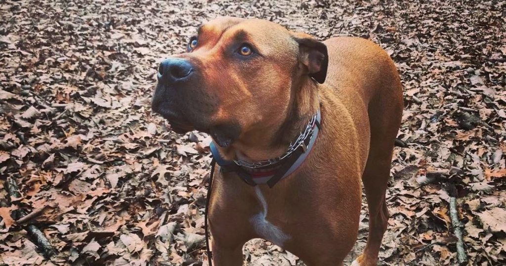 Rhodesian Ridgeback Pitbull Mix Guide With Pictures | Puplore