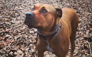 Rhodesian Ridgeback Pitbull Mix Guide With Pictures