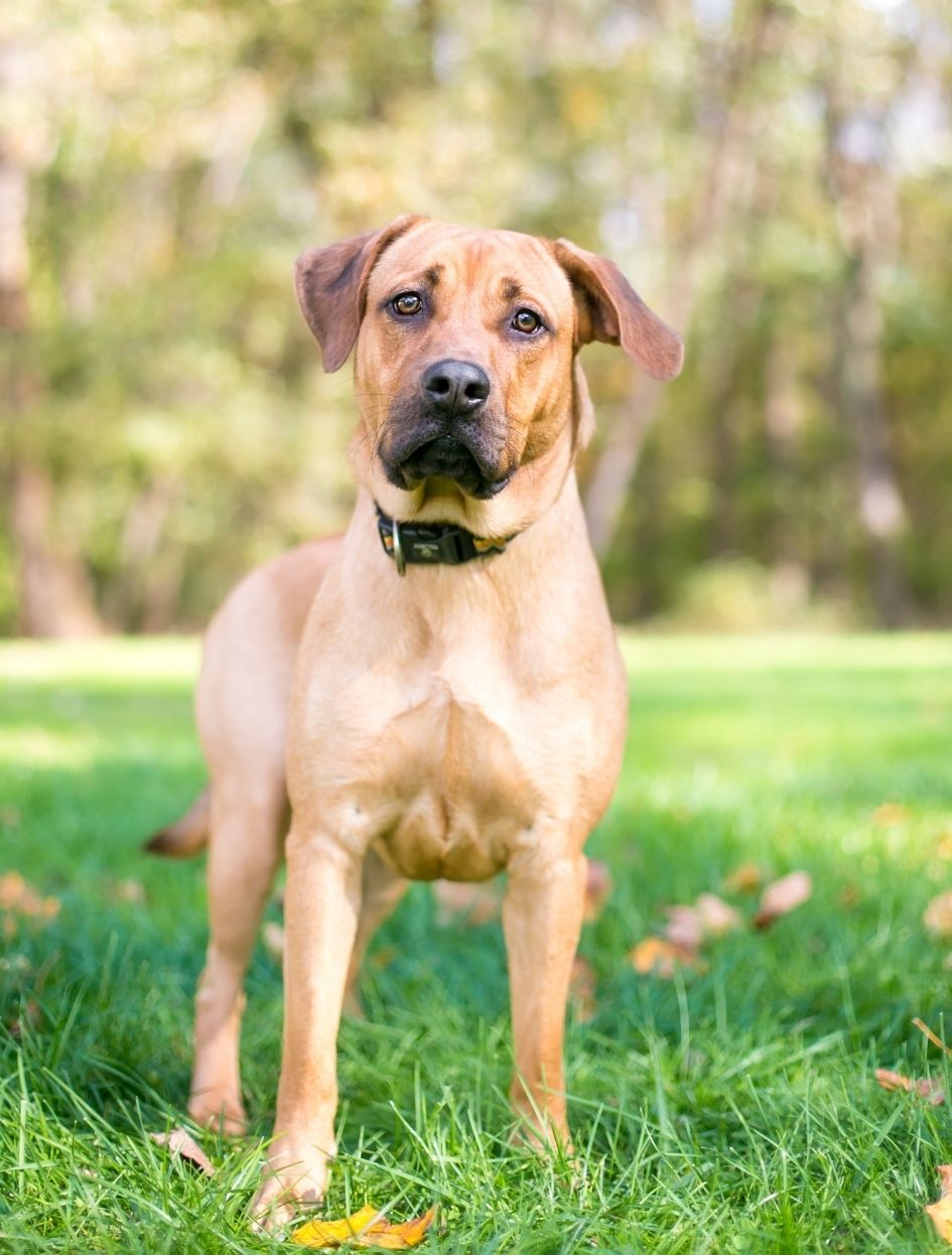 Rhodesian Ridgeback Pitbull Mix Standing on Grass