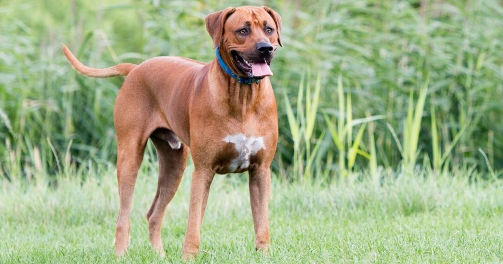 Rhodesian Ridgeback Dog Standing on Grass