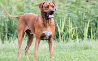 Rhodesian Ridgeback Price: How Much Does A Puppy Cost?