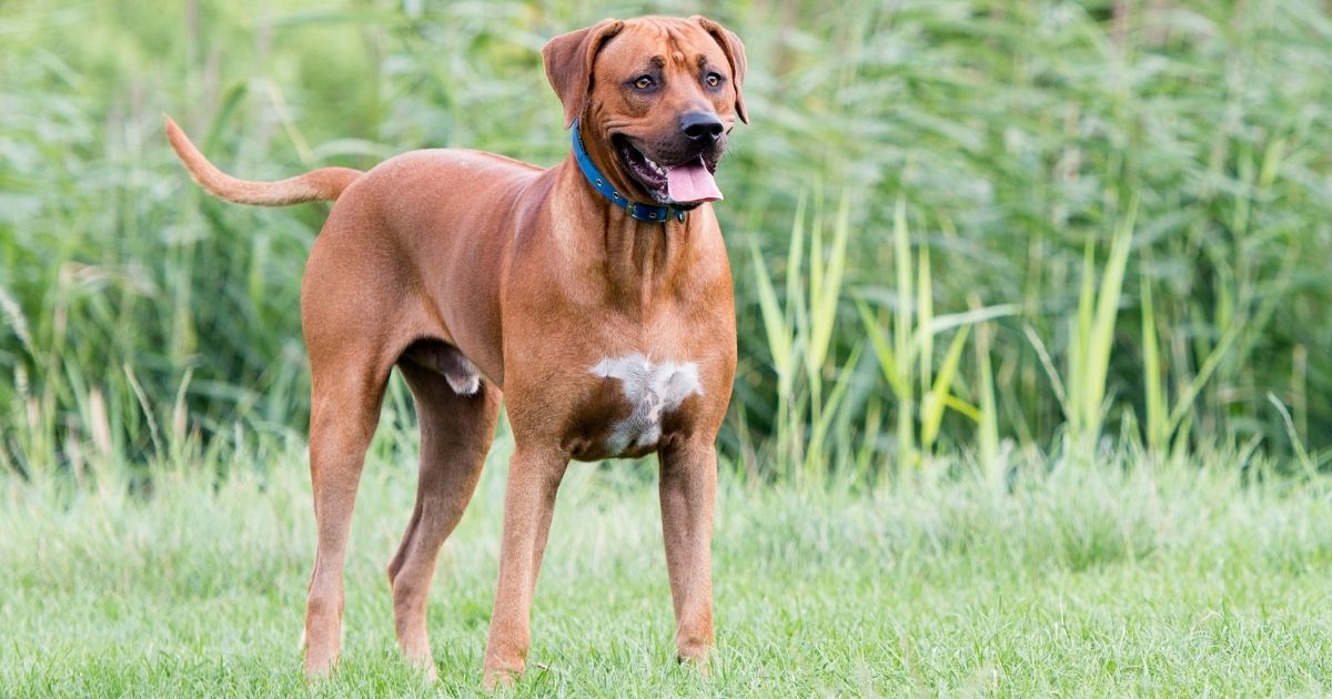 Rhodesian Ridgeback Price - How Much Does Ridgeback Puppies Cost