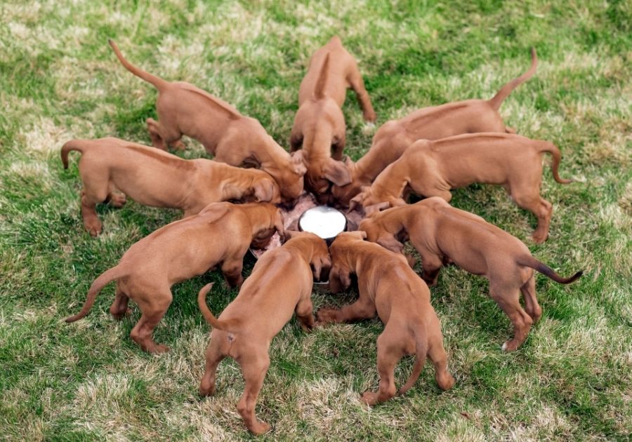 Rhodesian Ridgeback Puppies Feeding