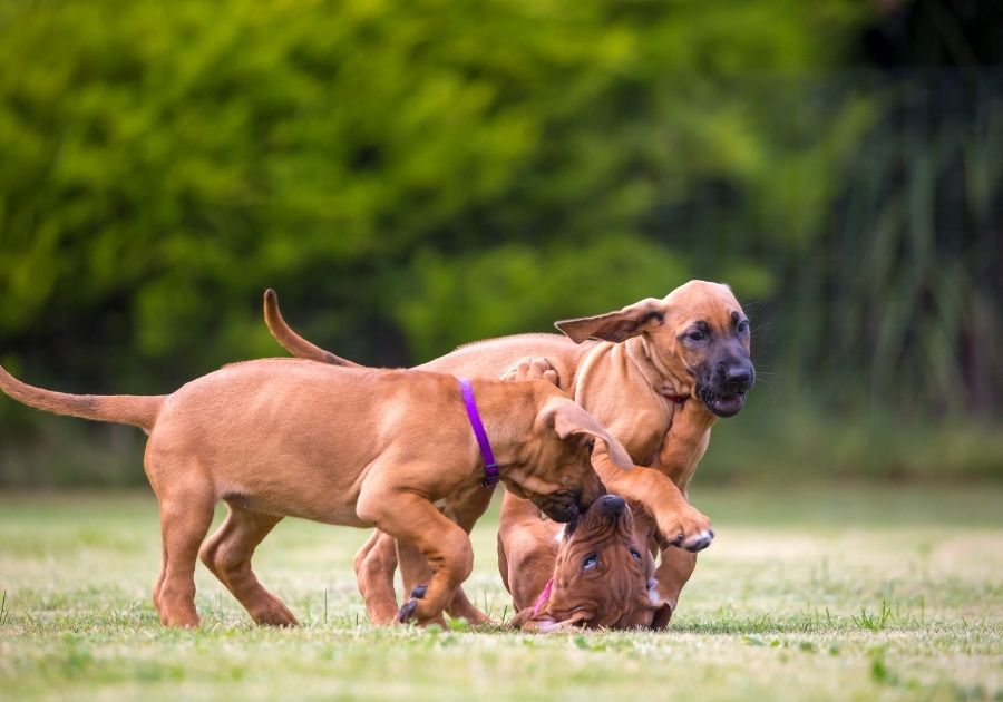 Rhodesian Ridgeback Puppies Playing on Grass