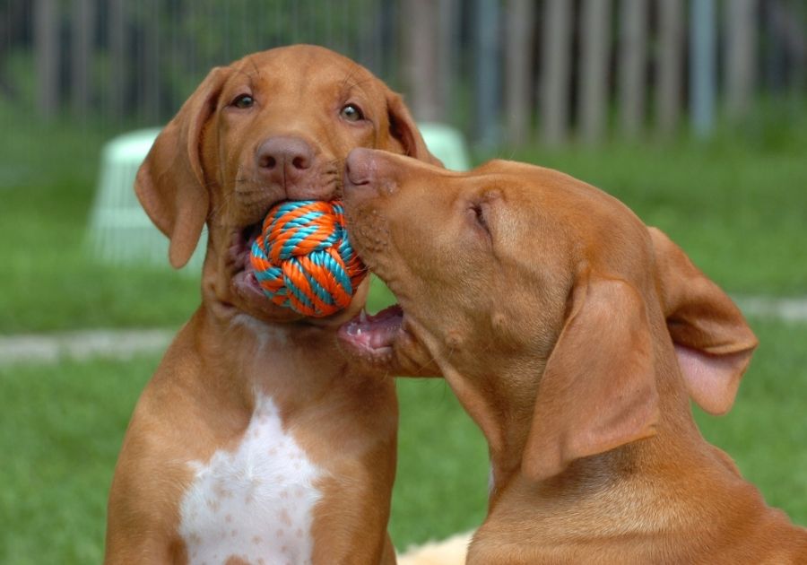 Rhodesian Ridgeback Puppies Playing with Dog ToyRhodesian Ridgeback Puppies Playing with Dog Toy