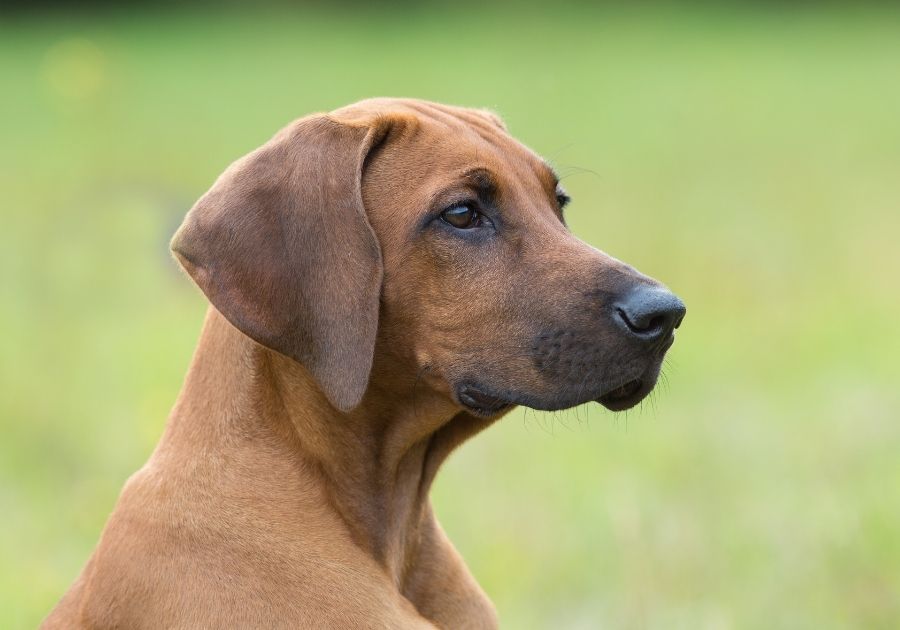 Close Up Ridgeback Puppy Face and Muzzle Looking Aside