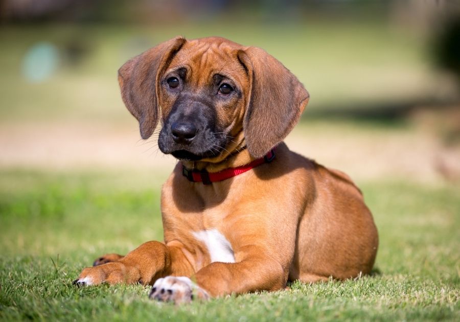 Rhodesian Ridgeback Puppy Resting on Grass