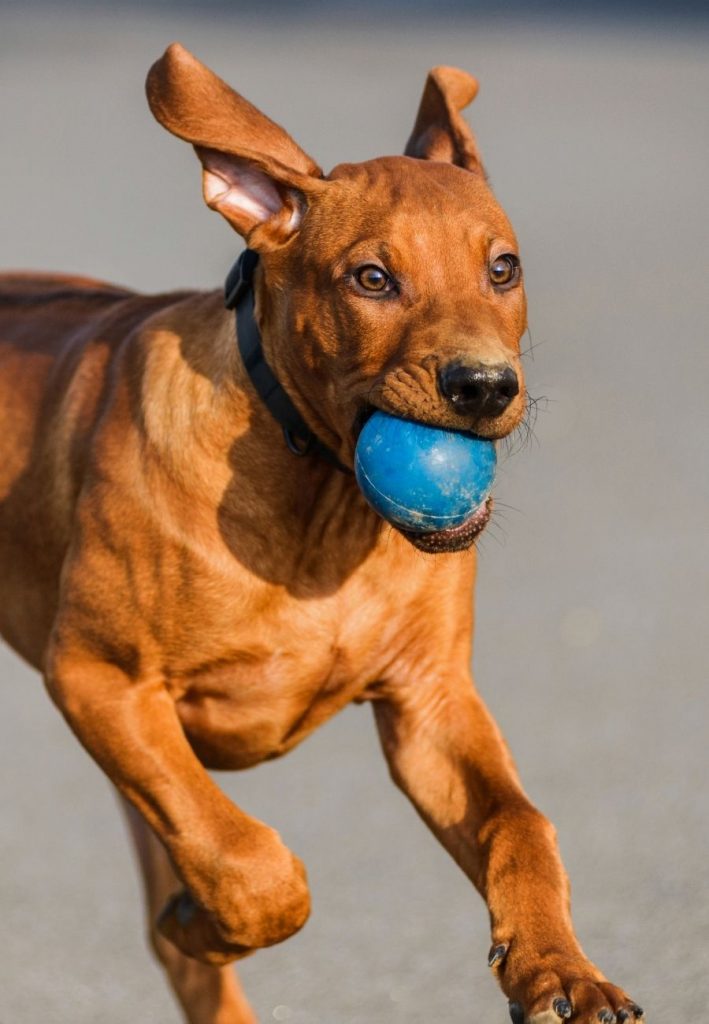 Rhodesian Ridgeback Puppy Running with Ball in Mouth