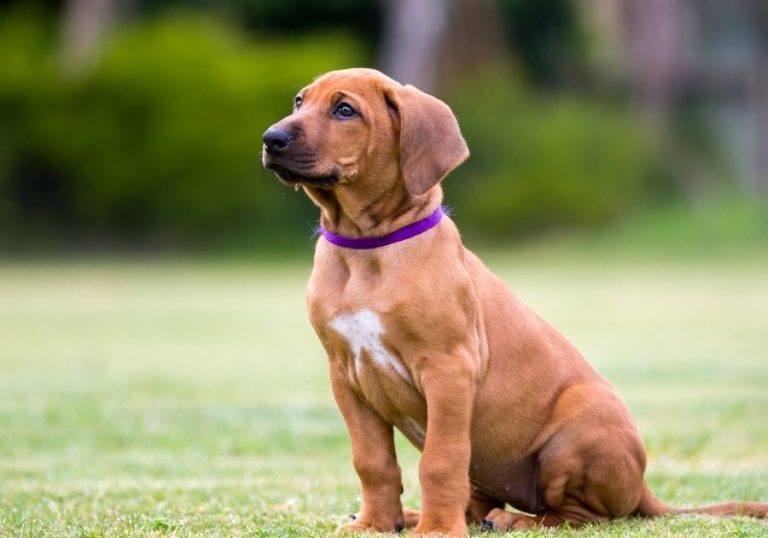 15 Best Rhodesian Ridgeback Breeders In The United States Puplore