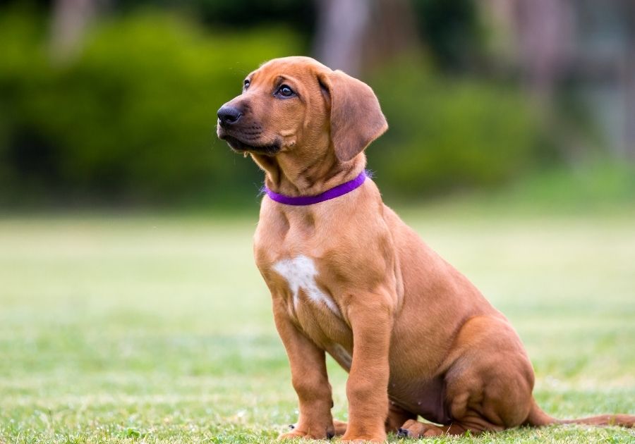 Rhodesian Ridgeback Puppy Sitting on Grass