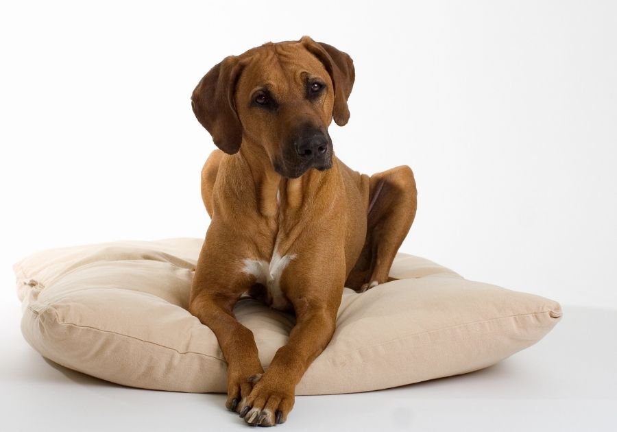 A Ridgeback Pup Relaxing on Dog Bed
