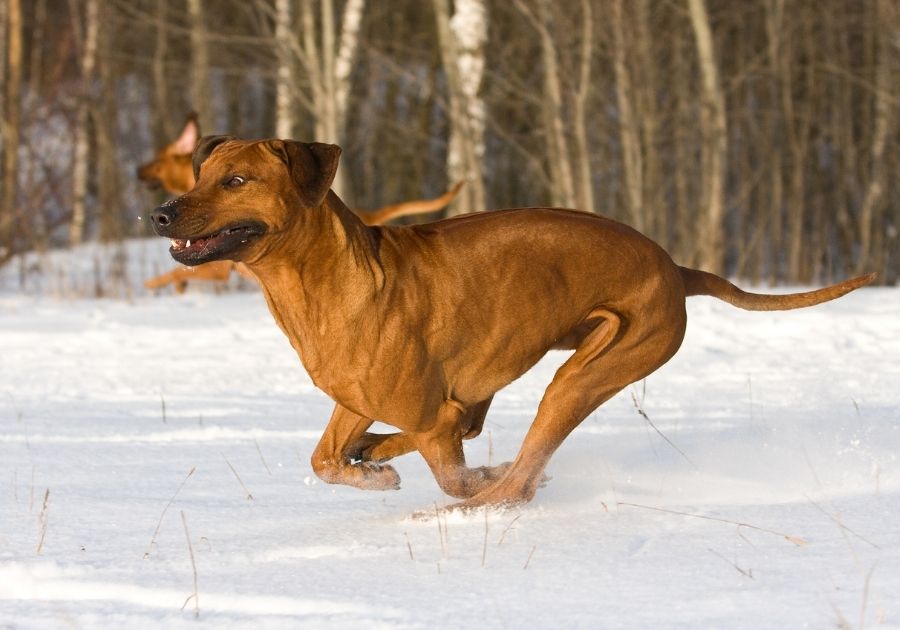 A Ridgeback Running in a Dog Coursing Sports