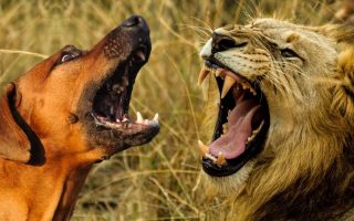 Rhodesian Ridgeback Vs Lion: Can A Ridgeback Kill A Lion?