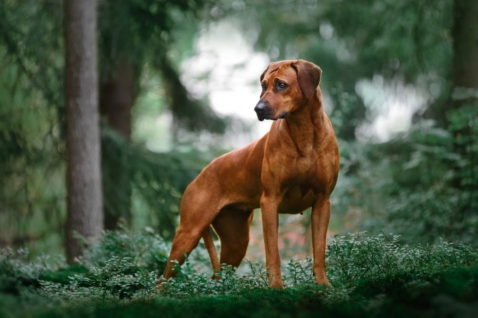 Rhodesian Ridgeback Dog Breed Looking Aside in the Wood