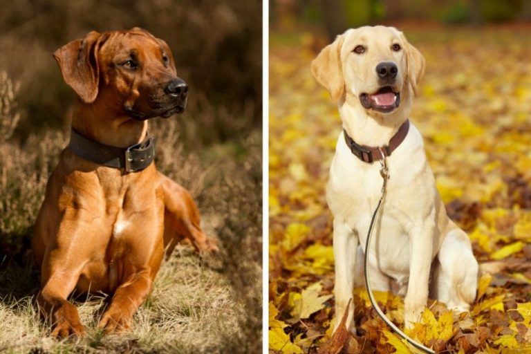 Rhodesian Labrador Rhodesian Ridgeback Lab Mix Guide Puplore