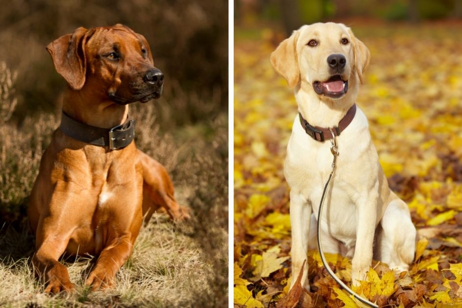 Rhodesian Ridgeback x Labrador Retriever