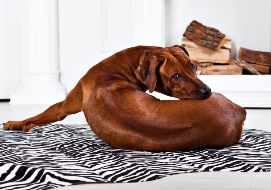 Rhodesian Ridgebacks Dog Lying on Floor Turning Showing Ridge