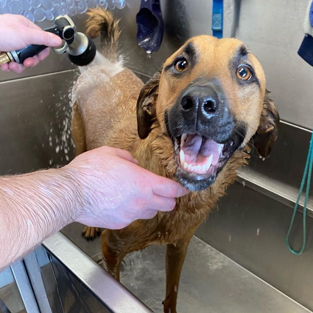 Rhodesian Shepherd Dog Bathing