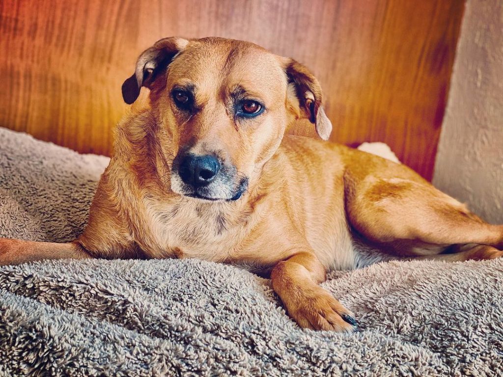 Rhodesian Shepherd Dog Lying on Dog Bed