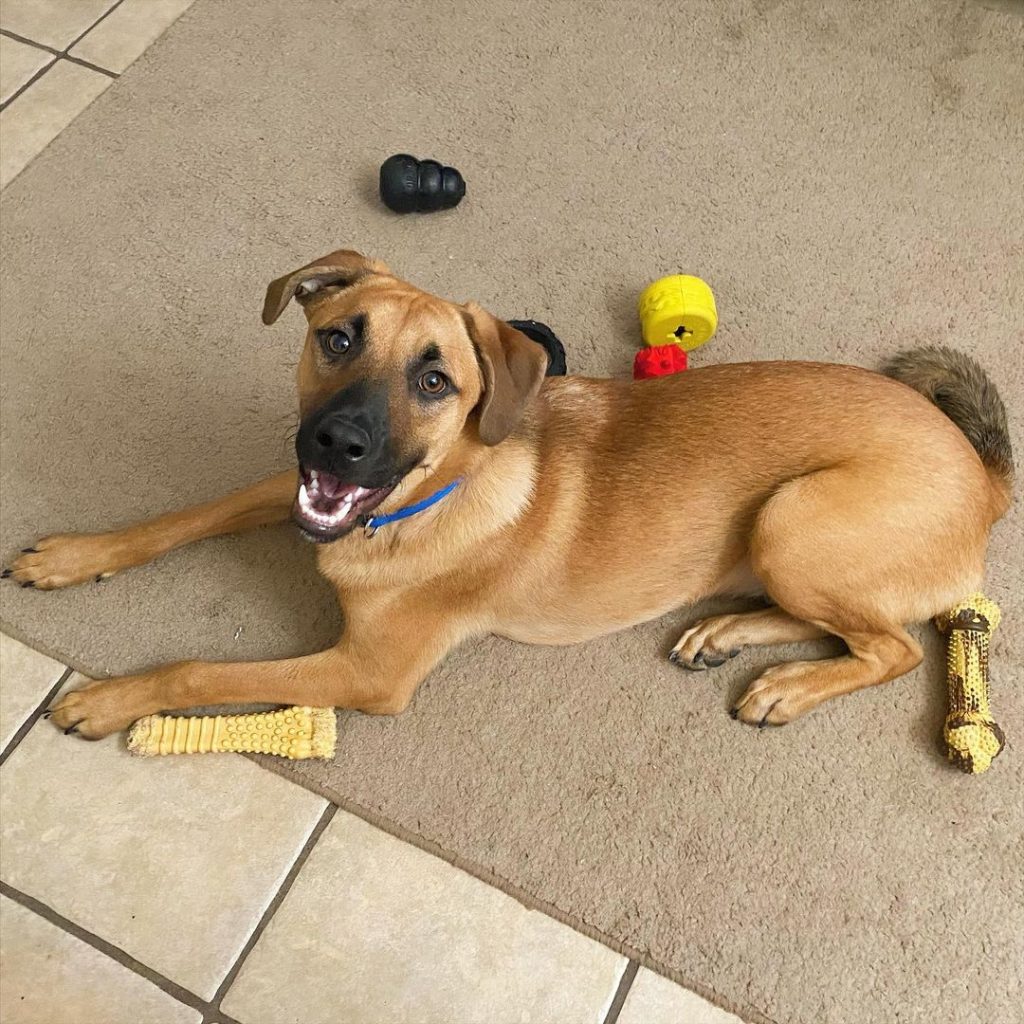 Rhodesian Shepherd Dog Playing with Toys