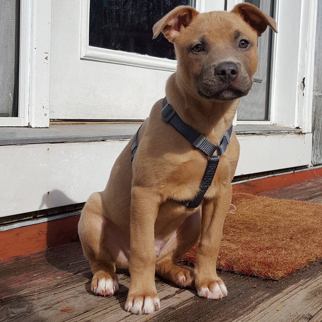 Ridgeback Pit Mix Puppy Sitting Beside Door