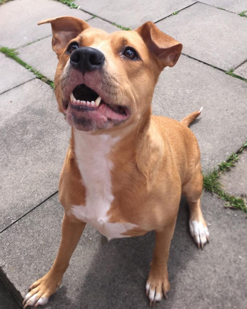 Ridgeback Pit Mix Sitting on Ground Looking Up