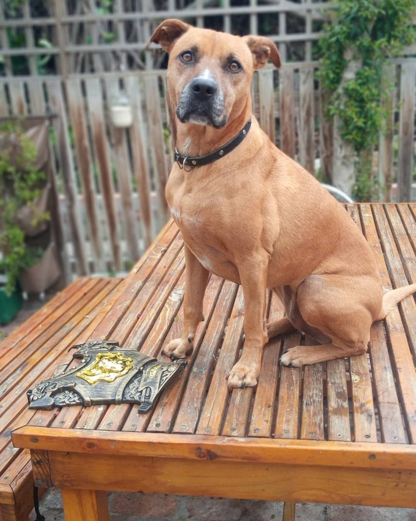 Ridgeback Pitbull Mix Dog Sitting Outside