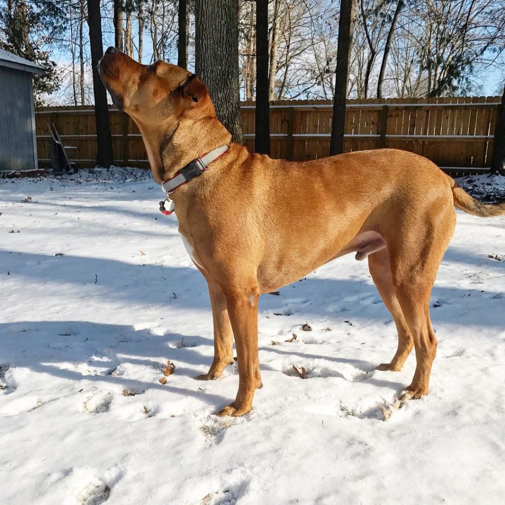 Ridgeback Pitbull Mix Dog Standing Sideways on Snow Looking Up
