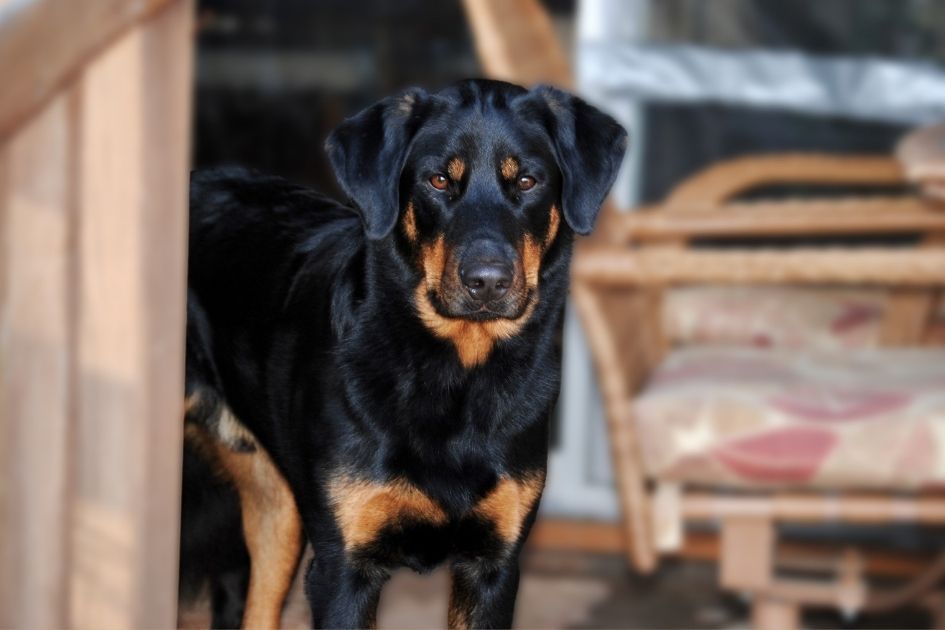 Rotterman - A Doberman Rottweiler Mix Breed Starring Straight into the Camera