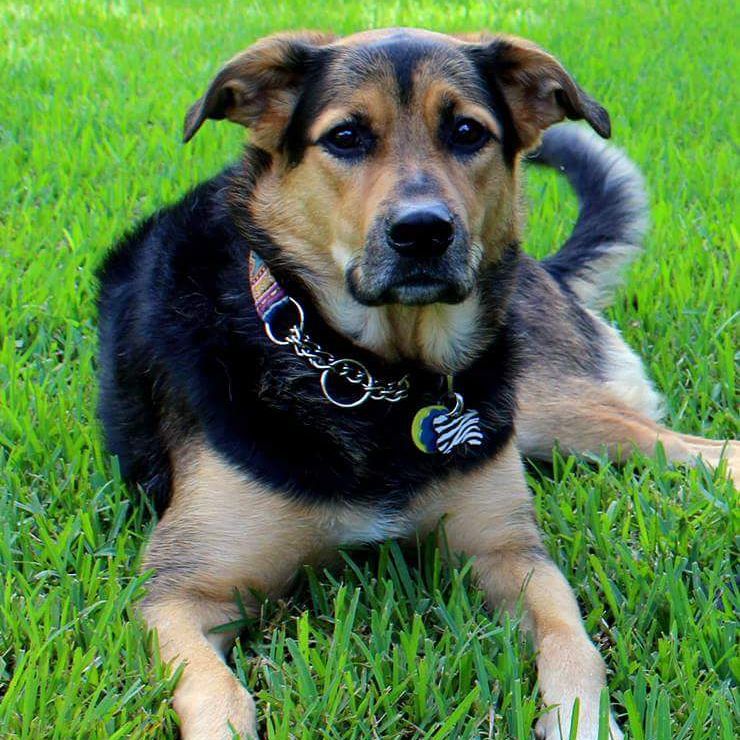 Rottie Pom - Rottweiler Pomeranian Mix At Dog Park