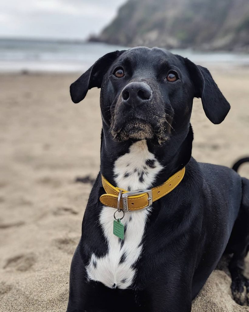 Rottmatian - Rottweiler Dalmatian Mix Dog Playing Near Beach