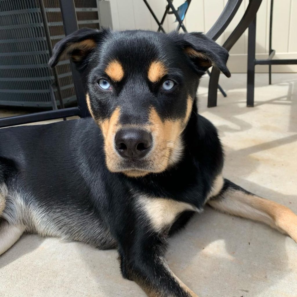 Rottsky - Rottweiler Husky Mix Dog Relaxing Outside