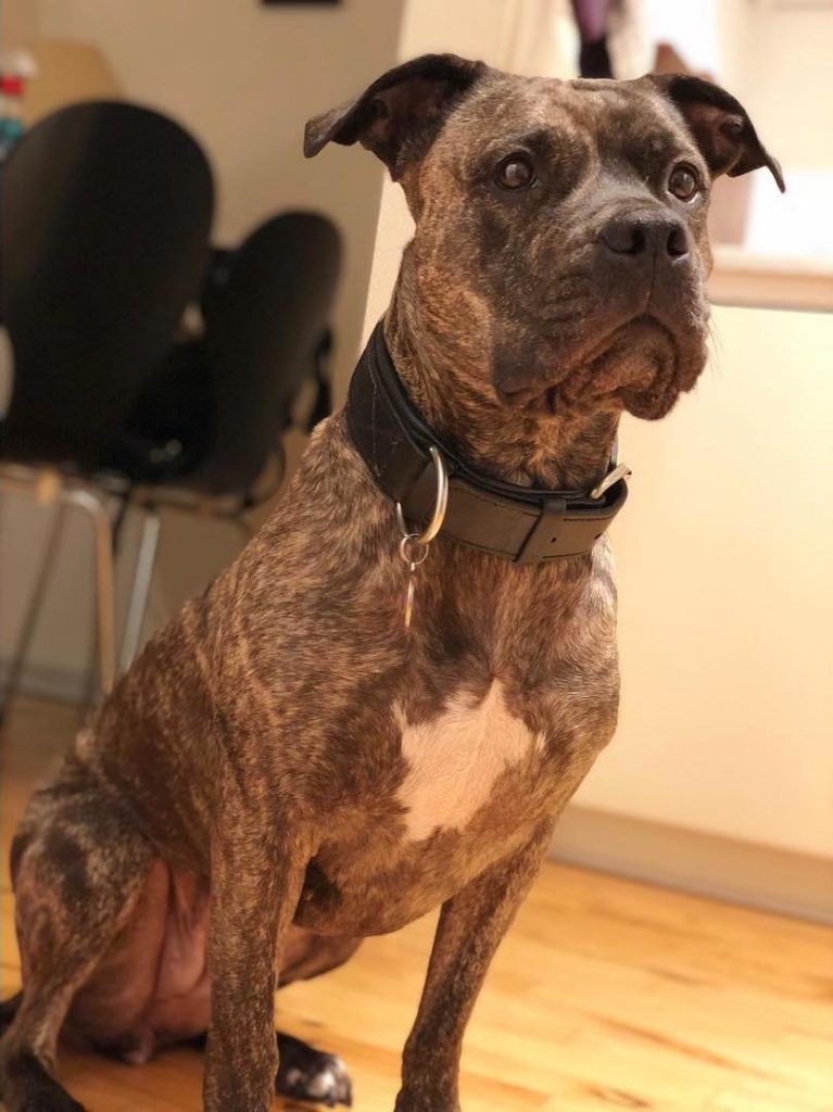 Rottweiler Boxer Mix Dog Sitting on Floor