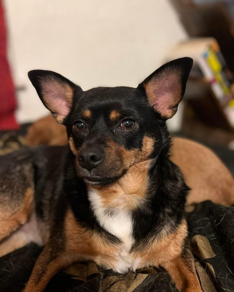 Rottweiler Chihuahua Mix Dog Relaxing on Dog Bed