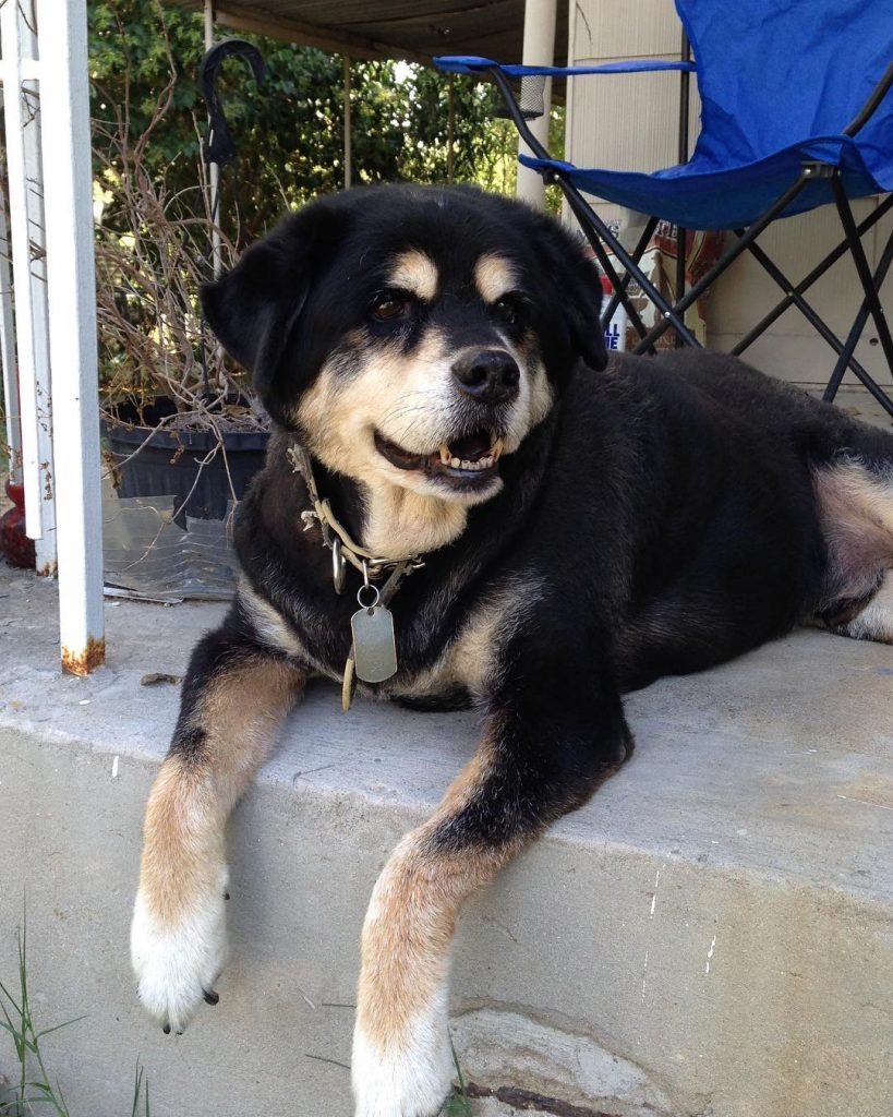 Rottweiler Chow Mix Puppy Resting Outside