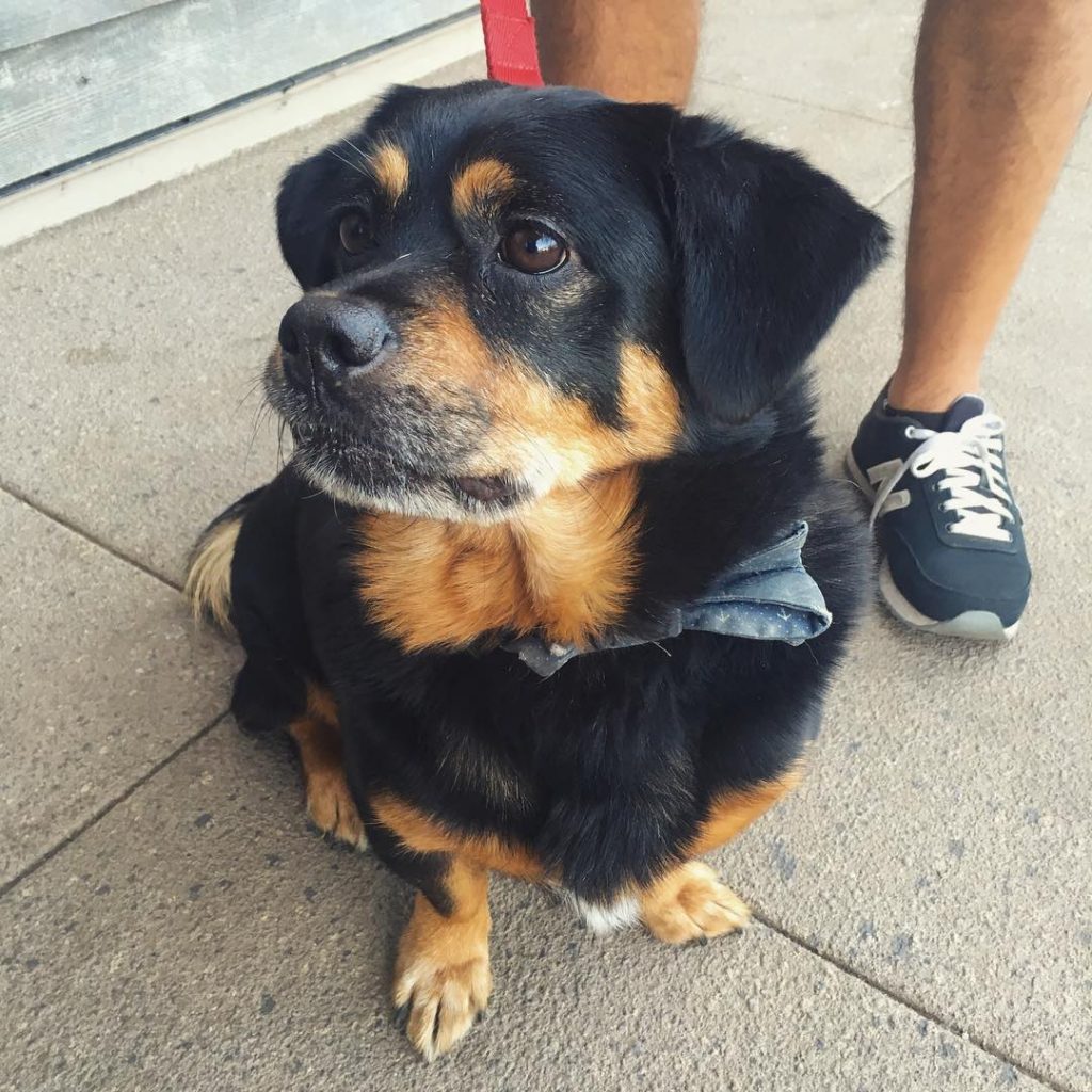 Rottweiler Corgi Mix Dog Standing on Walkway