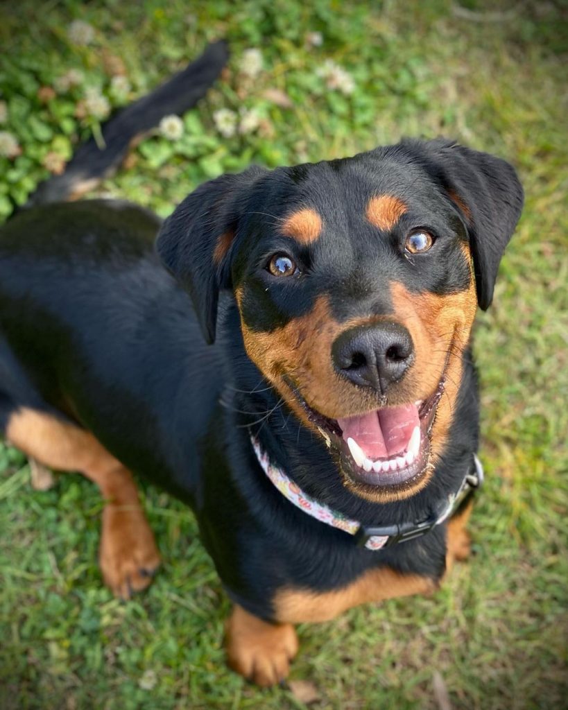 Rottweiler Dachshund Mix- Dachsweiler Dog Looking Up