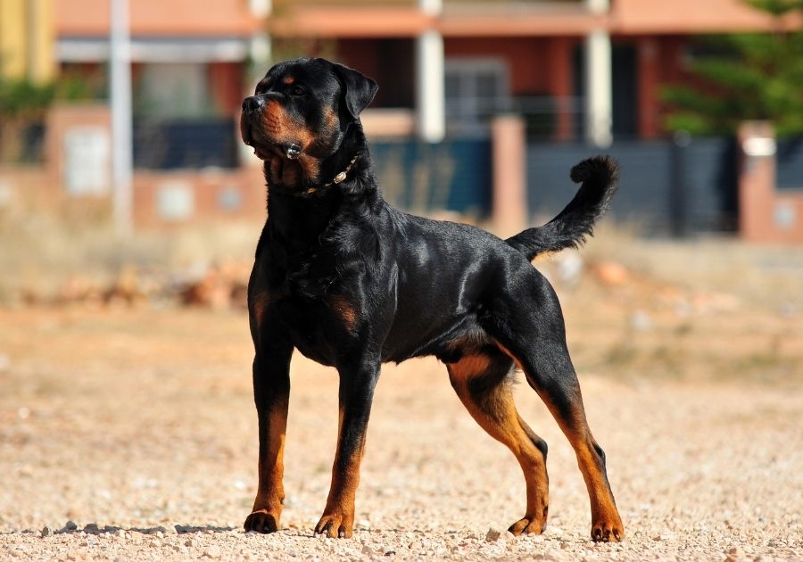 Rottweiler Dog Fully Standing on Ground