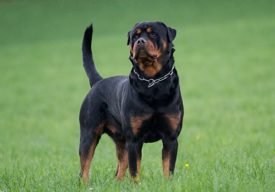 Rottweiler Dog Standing on Grass