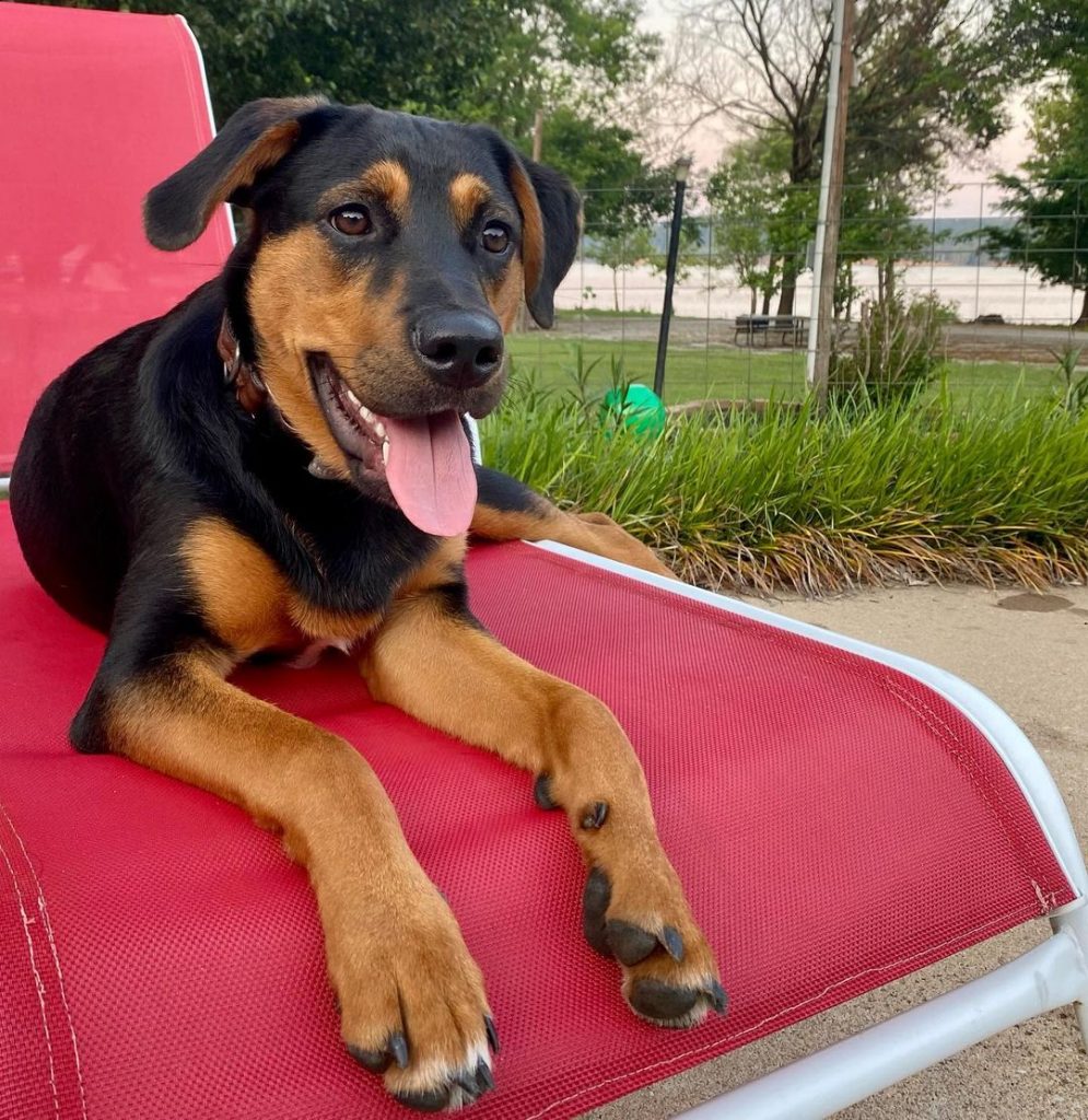 Rottweiler Lab Mix Dog Sitting By The Pool