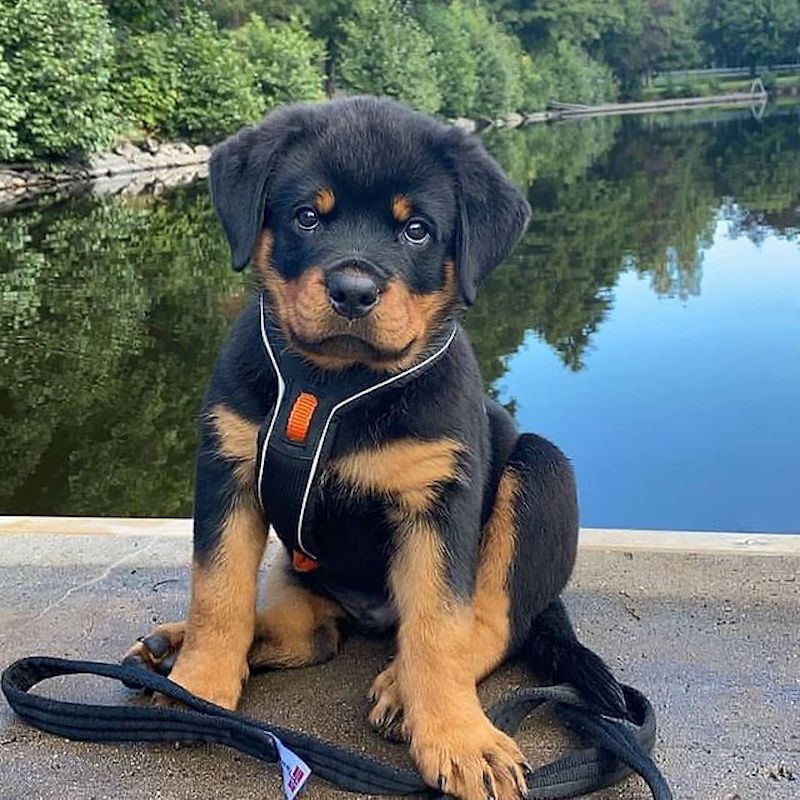 Rottweiler Pitbull Mix Puppy Sitting by Lake