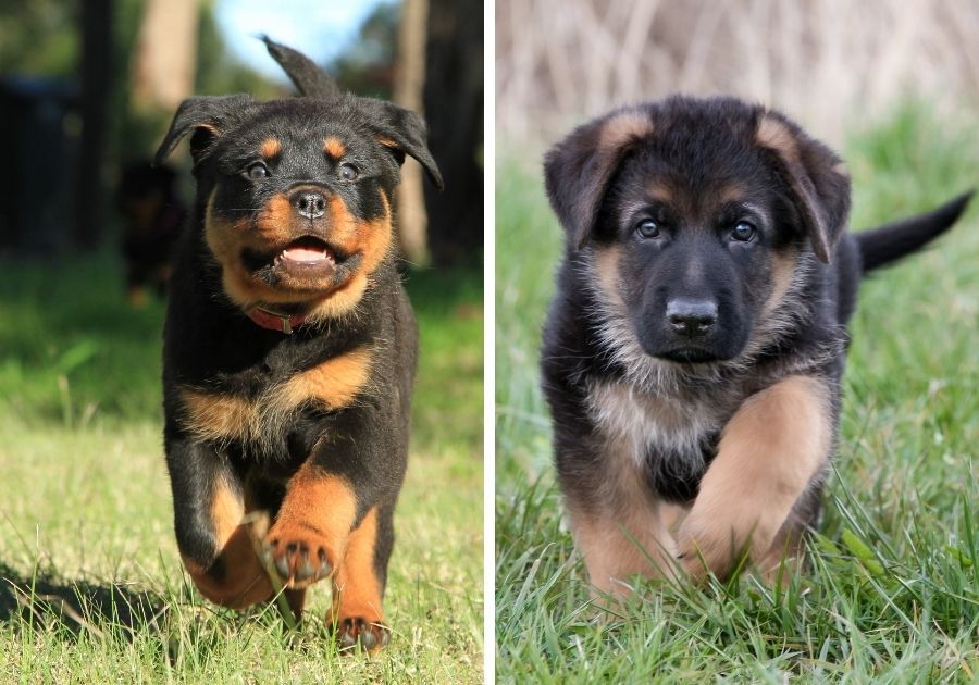 Rottweiler Puppy and German Shepherd Puppy Running on Grass