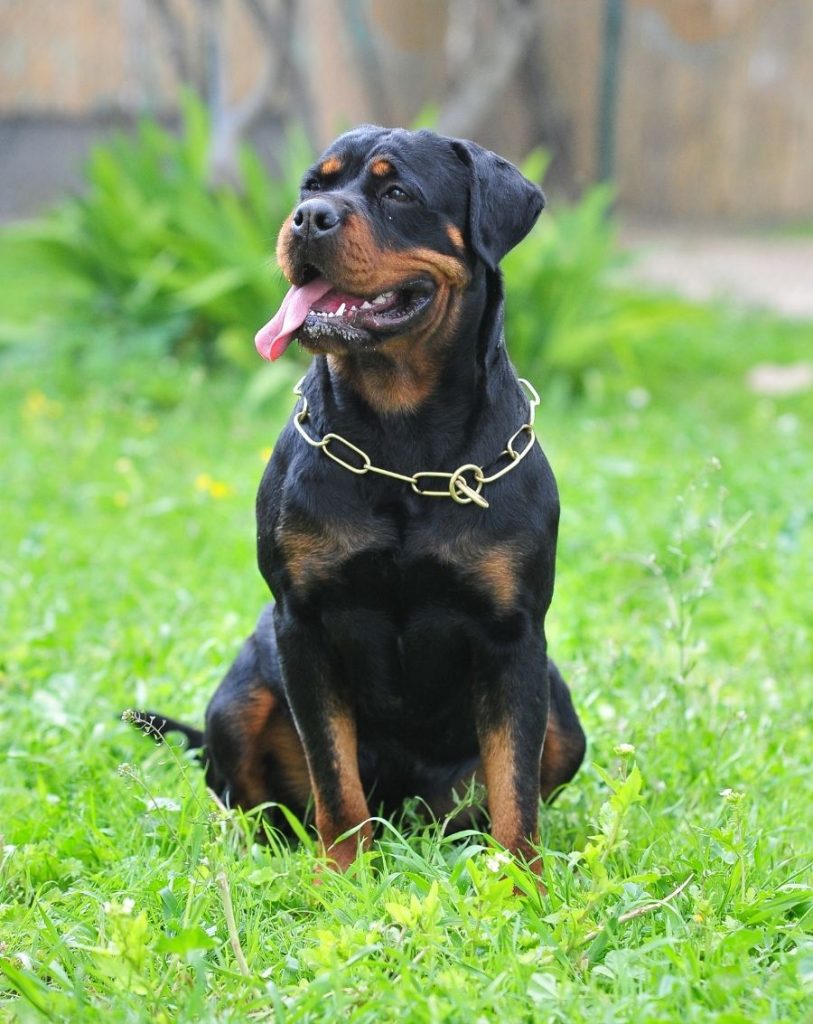 Rottweiler Sitting Looking Aside